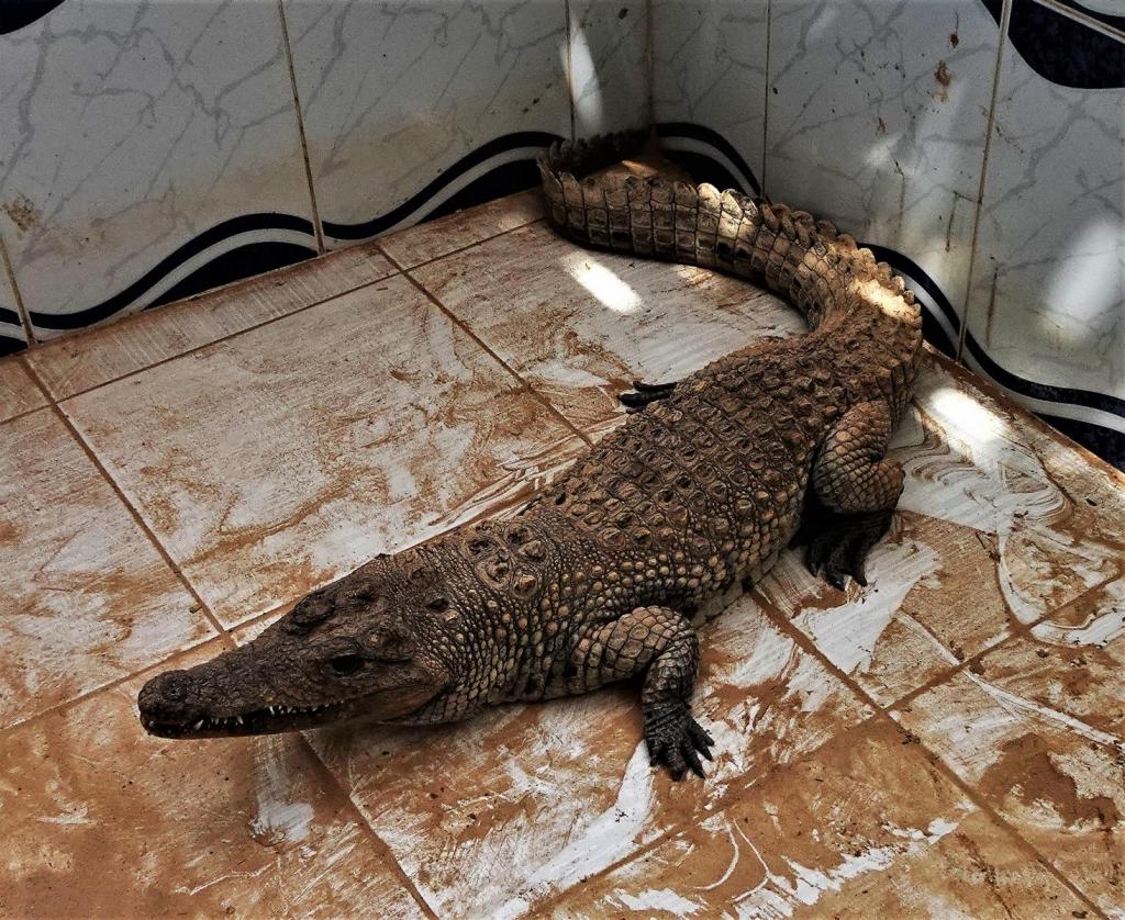 Assuan: Krokodil als Haustier im nubischen Dorf (2023)