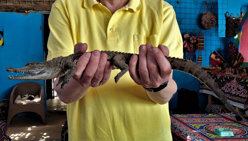 Assuan: junges Krokodil als Haustier im nubischen Dorf (2023)